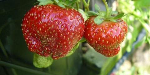 Zašto su jagode nespretne i male: uzroci, liječenje, šta učiniti