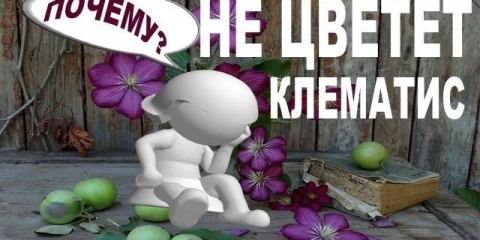 Zašto klematis ne cvjeta