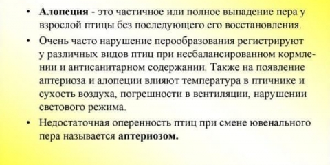 Zašto pilići ćelavi - tretman kokošaka nosilja kod kuće