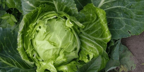 Zašto kupus puca u gredici i šta učiniti