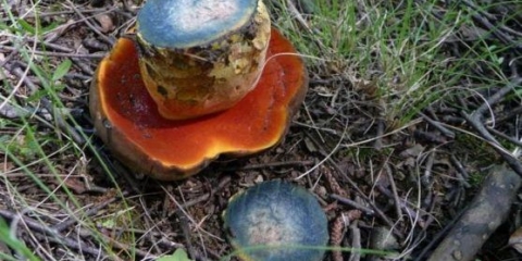 Zašto leptiri i slične gljive plave na rezu pri čišćenju: razlozi