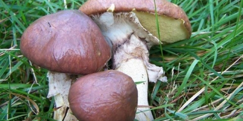 Zašto leptiri postaju ljubičasti nakon kuhanja: razlozi i što učiniti