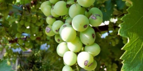 Zašto grožđe crni i suši se na grožđu