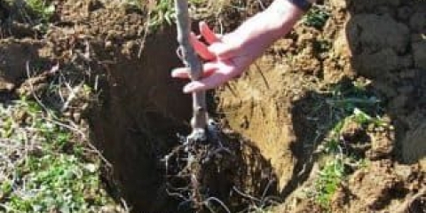 Zašto na trešnjama ima mnogo cvijeća, a malo bobica: 7 popularnih razloga