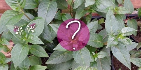 Zašto fuksija ne cvjeta