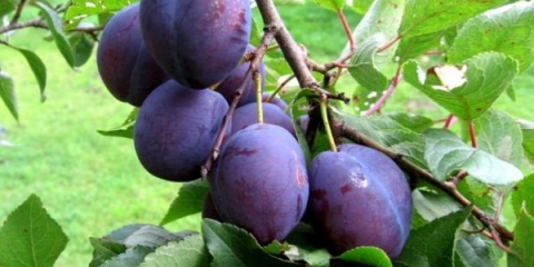 Zašto šljiva ne cvjeta i ne donosi plod i šta učiniti s tim?