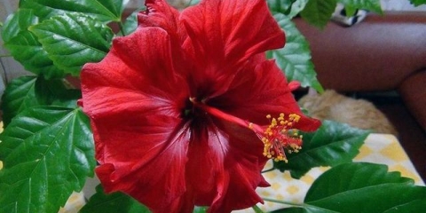 Zašto kineska ruža ne cvjeta kod kuće