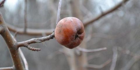 Zašto drvo jabuke ne daje plod