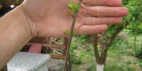 Zašto šljiva ne daje plod