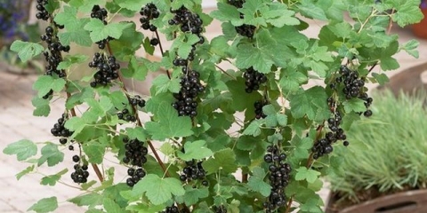 Zašto crna ribizla ne daje plod