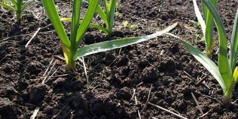 Zašto zimski beli luk ne nikne