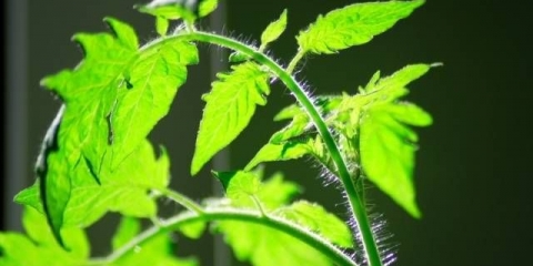 Zašto padaju sadnice paradajza