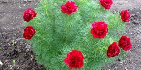 Zašto je božur tankolisni (uskolisni) u crvenoj knjizi: fotografija i opis, gdje raste