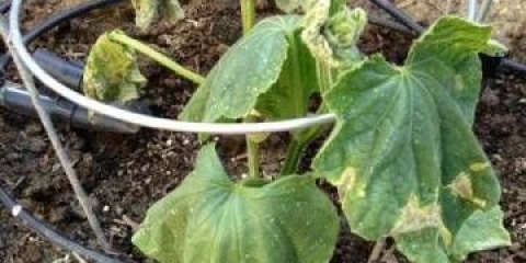 Zašto krastavci umiru u stakleniku