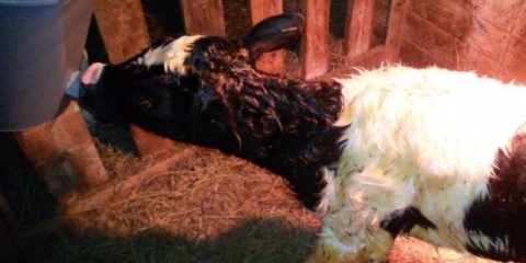 Zašto krava nema mlijeka nakon teljenja?