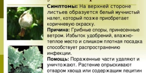 Kako se nositi sa pepelnicom na krastavcima - obrada u periodu plodonošenja