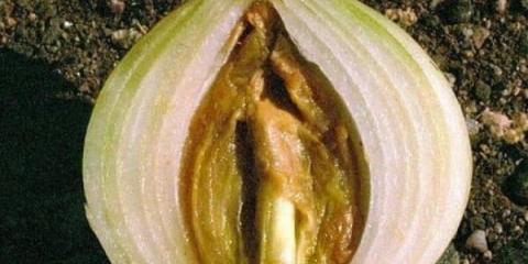 Zašto luk trune tokom skladištenja