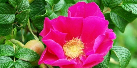 Zašto se ruža pretvara u divlju ružu i šta učiniti?