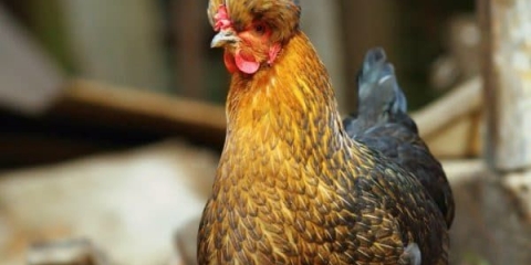 Zašto je ruska kukmasta kokoš jedna od najpopularnijih rasa na svijetu