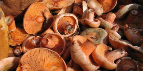 Zašto su gljive gorke: smrznute, soljene, kuvane, pržene