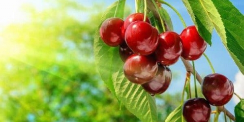 Zašto ruski baštovani vole izdašne trešnje