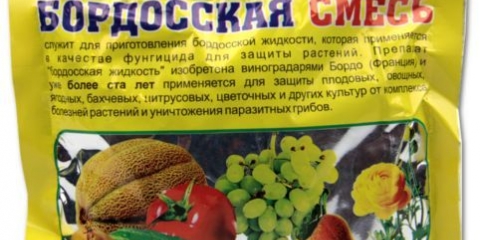 Zašto se bobice trešnje suše: na drvetu, na granama, nakon zrenja