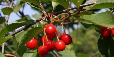 Zašto se grane trešnje suše nakon cvatnje