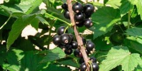 Zašto je sorta crne ribizle dobrynya tako popularna među ljetnim stanovnicima