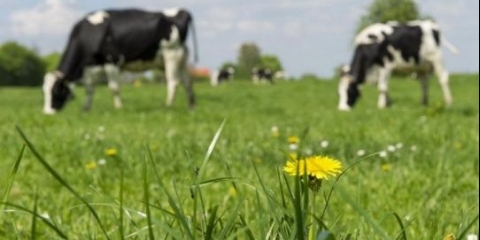Zašto tele grize daske?