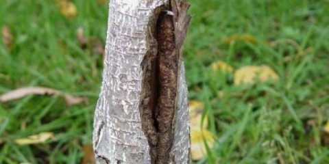 Zašto trešnje pucaju