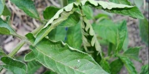 Zašto sadnice paradajza uvijaju listove + fotografija