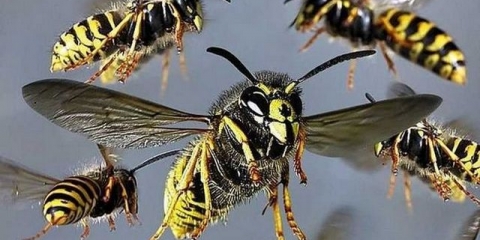 Zašto ima toliko osa ove godine?