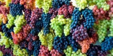 Zašto vrtlari tako visoko cijene grožđe - njegov opis i primjena