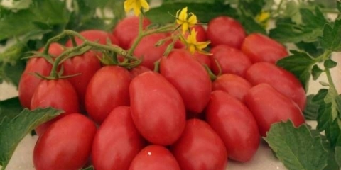 Zašto sadnice paradajza venu i opadaju