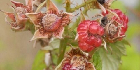 Zašto se bobice i grane maline suše