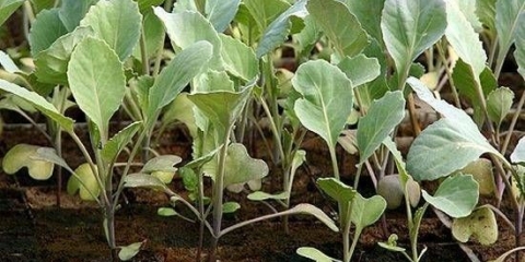 Zašto sadnice kupusa žute i suše