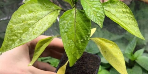 Zašto sadnice paprike požute: uzroci, liječenje, preventivne mjere