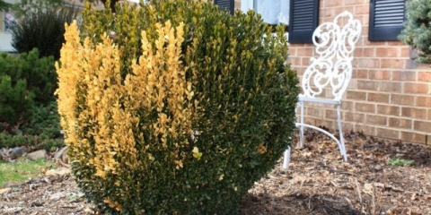 Zašto šimšir žuti