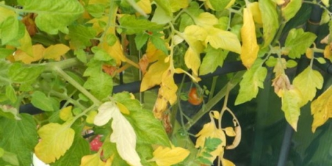 Zašto paradajz žuti u stakleniku ili stakleniku i šta učiniti