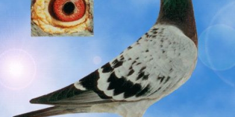 Golubovi pismonoše: kako izgledaju, kako pronalaze put do primaoca