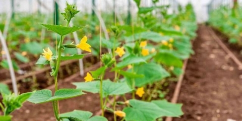 Tlo za krastavce u stakleniku