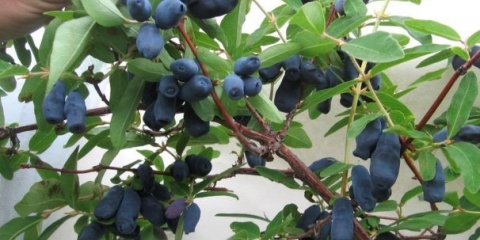 Tlo za orlovi nokti: zahtjevi, sastav, kako se pripremiti za sadnju