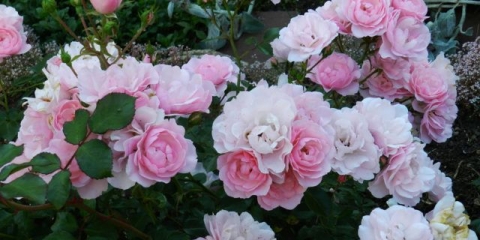 Prizemna ruža floribunda bonica 82 (bonica 82): pregled, sadnja i njega