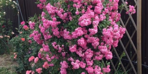 Prizemna ruža super dorothy (super dorothy): opis i fotografija, recenzije