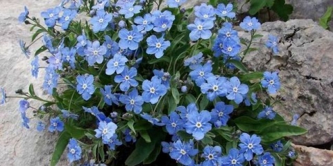 Prizemno pokrivalo višegodišnje cvijeće