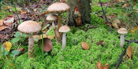 Vrganj (bijeli vrganj): fotografija i opis gljive