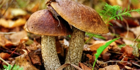 Vrganj i vrganj: razlike, fotografije