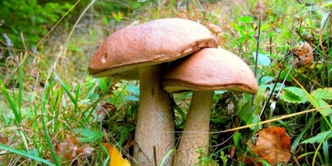 Vrganj (breza): fotografija i opis