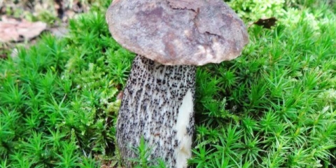 Vrganji raznobojni (raznobojni leptiri): gdje raste, kako izgleda