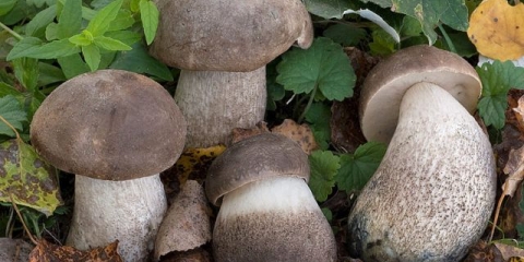 Oštri vrganj (oštri vrganj): gdje raste, kako izgleda